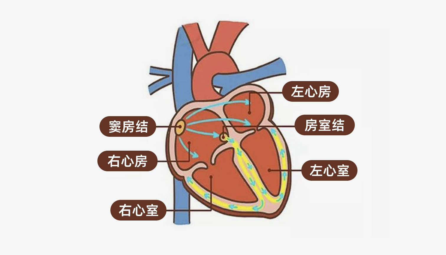 世界心脏日丨刘雨：关注心脏健康 血管介入机器人或是未来介入手术发展方向