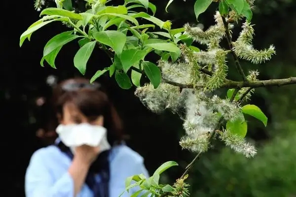 今秋花粉季延长 过敏性鼻炎患者需注意防范