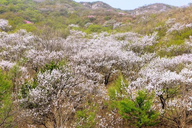 山花开 春意浓