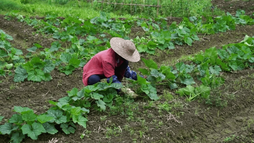 塞上春耕忙